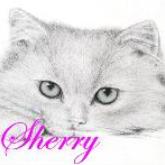 Sherry D.
